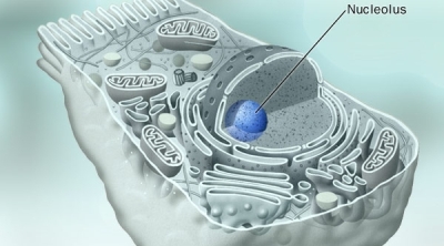 Ученые нашли новое «слабое место» раковой клетки