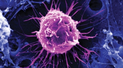 Японские ученые создали стволовую клетку из обычной клетки человека