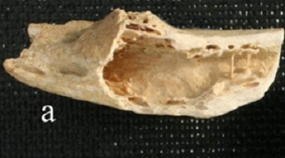 У неандертальца из хорватской пещеры нашли современную опухоль кости