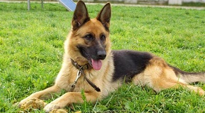 Собаки по запаху диагностируют рак