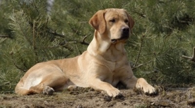 Собаку наградили медалью за обнаружение рака у сотен людей