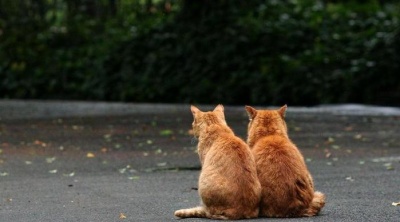 Гены защищают рыжих от рака простаты