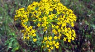 Растительный токсин лег в основу нового противоопухолевого препарата