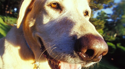 Собака спасла хозяйку от рака